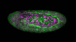 ショウジョウバエの胚発生／Two color time lapse movie of Drosophila embryo [upl. by Hpotsirhc]