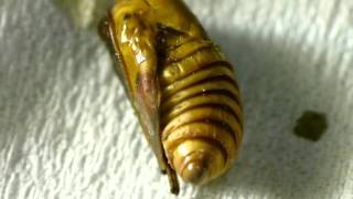 Oriental Moth Pupa Wags Its Tail イラガ蛹が尻尾を回す運動 [upl. by Berni]