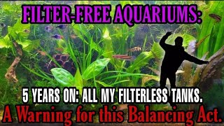 Often Overlooked Downsides of Filterless Aquariums Problems amp Challenges of Non Filtered Fish Tanks [upl. by Aled]