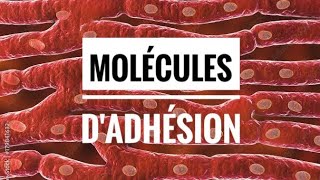 Molécules d’adhésion membranaire [upl. by Selway]