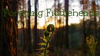 Wild Food Foraging and Cooking wild Fiddleheads Spring wild edible recipe [upl. by Harpp]