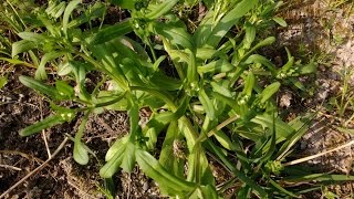 Valerianella carinata Loiselcommestibilemedicinal herb [upl. by Suiradel]