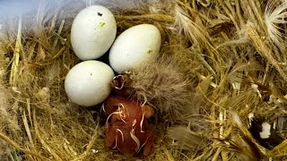 Full orange zebra finch chicks hatching wow birds babies [upl. by Tsenrae]