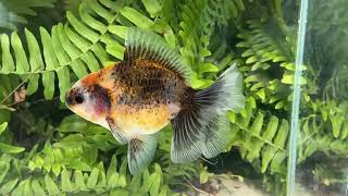 16207 Kirin Rosetail Oranda [upl. by Enaej]