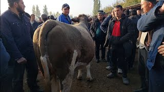 Tergachi mol bozori sigirlar narhlari bilan tanishing 8112024yil [upl. by Yelruc520]