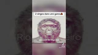 🦧🦧🦧singes montagne vlogs [upl. by Waddell551]