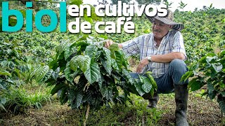 Resultados del biofertilizante en cultivos de café  Biodigestores Sistemabio [upl. by Nelsen]