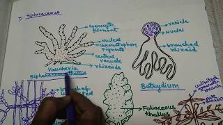 Algae  Habitat and Thallus organization in Hindi [upl. by Acinorev500]