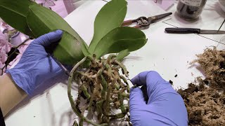 Excellent Way Of Replanting Phalaenopsis Orchids For Beginners [upl. by Castra461]