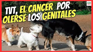 🔴 TVT EN PERROS EL CÁNCER QUE SE CONTAGIA POR OLER LOS GENITALES 🔴 [upl. by Nomar921]