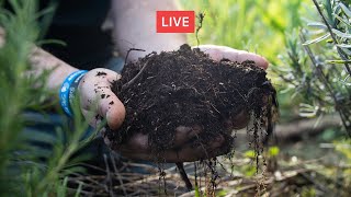 Agroforestazione con gli OLIVI Il caso sintropico di SASSETTA Con Leonardo Giorgerini 🔴 [upl. by Fiden]