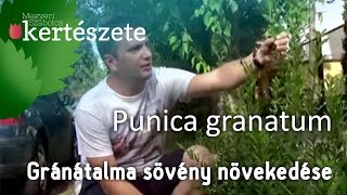 Punica granatum  Gránátalma sövény növekedése [upl. by Andre]