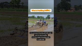 What is Puddling पडलिंग agriculture agronomy rice [upl. by Adirahs]