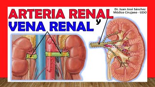 🥇 ARTERIA Y VENA RENAL Anatomía Ramas y Afluentes [upl. by Yi]