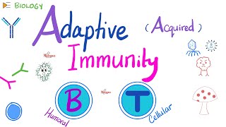 Adaptive Acquired Immunity  Immunology  Biology 🧬 of Immune System [upl. by Farrison78]