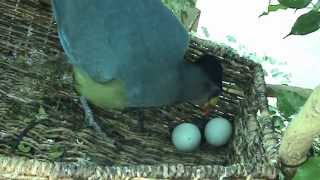 Turaco Hatching at Nashville Zoo [upl. by Atil677]