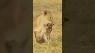 Warthog vs Lion funny video🙏 subscribe 🙏shortvideowarthoglion [upl. by Ahens]