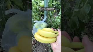 Mit einer Banane das Reifen der Tomaten beschleunigen – genialer Trick [upl. by Powell548]