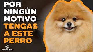 POMERANIA 7 RAZONES PARA NO TENERLO [upl. by Puri]