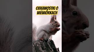 Tajemnice Wiewiórek Śmieszne Ciekawostki wiewiórki ciekawostki funnyanimals [upl. by Rakabuba170]