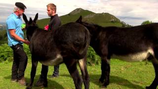 CHANSONS TRADITIONNELLES  Chanter avec des ânes  Bigorre  Tv Izard  Esprit des Pyrénées [upl. by Aral]