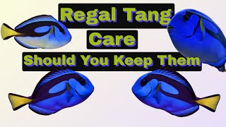 How To Care For Regal Tangs Finding Nemos Dory Hippo Tang Surgeon Fish [upl. by Thessa]