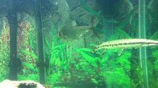 Predatory Fish tank Feeding Gars fight for fish [upl. by Ihsakat522]