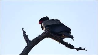 Bateleur Eagle [upl. by Norel]