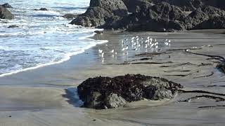 Plovers on beach  00020 [upl. by Peacock]