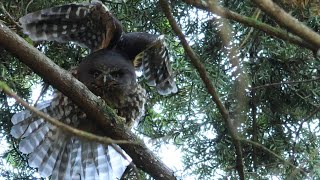 A Beautiful New Zealand Owl the Morepork [upl. by Soren]