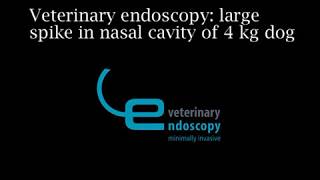 Veterinary endoscopy large spike in nasal cavity of a 4 kg dog [upl. by Strepphon680]