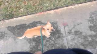 Out of Control Chihuahua Learns Obedience and Manners Take the Lead K9 Training [upl. by Melisse]