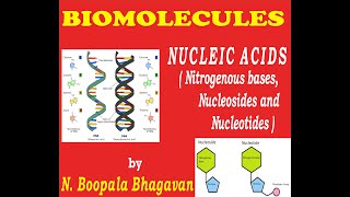 BIOMOLECULES  NUCLEIC ACIDS  Nitrogenous bases nucleosides nucleotides [upl. by Schulz]