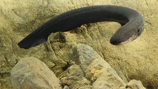 How electric eels tase their prey  Science News [upl. by Jacobson]