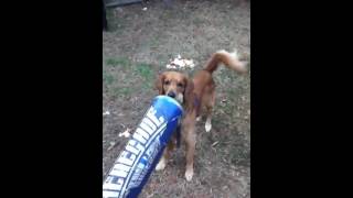 Golden retriever barking [upl. by Neely]