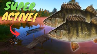 SUPER ACTIVE PERCH SPOT IN MOSQUITO LAKE 808 Russian fishing 4 [upl. by Ettelohcin723]