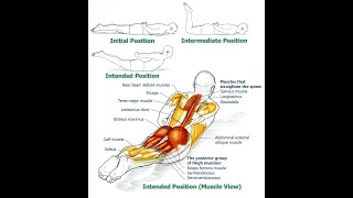 Unlocking the Power of Your Erector Spinae Strengthening and Function Explained [upl. by Brig788]