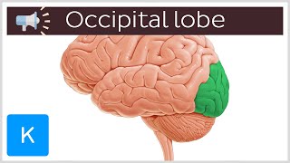 Occipital lobe  Anatomical Terms Pronunciation by Kenhub [upl. by Gillespie]