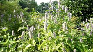 Anise Hyssop Agastache foeniculum part 1 [upl. by Nhabois]