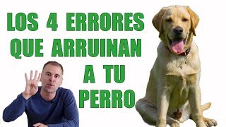 4 ERRORES que Cometes con Tu CACHORRO que ARRUINARÁN su Comportamiento [upl. by Leahicm]