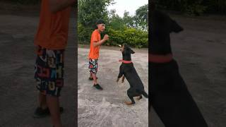 Honestly training dog doglover shorts trending sandiptrainerrottweiler [upl. by Aicemat514]