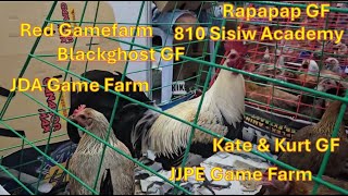 7th Gamefowl expo with prices from famous breeders Quality Stags and Pullets from Big Farms [upl. by Hahseram]