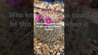 Blooming Cactus Magic  Beautiful Desert Flower in Action [upl. by Whitby]