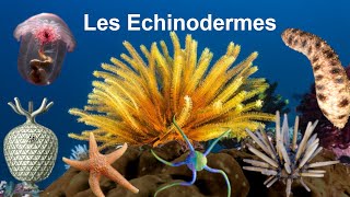 Les Echinodermes [upl. by Klarrisa]