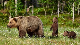 From Grizzlies to Pandas A Closer Look at the Diversity of Bear Species [upl. by Nael]