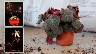 Saxifraga stolonifera quotKinki Purplequot [upl. by Munafo]