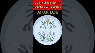 Animation of Anaphase amp Telophase of Mitosis cell division anaphase telophase shorts viralvideo [upl. by Craggy]