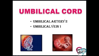 UMBILICAL CORD  PLACENTA  UMBILICAL ARTERY  UMBILICAL VEIN  CONNECTION BETWEEN MOTHER amp FETUS [upl. by Berstine]