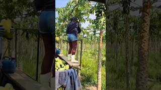 Cara petani di Kenya memanen buah pepaya [upl. by Salina]