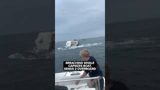 Breaching whale capsizes boat sends 2 overboard off coast of New Hampshire [upl. by Derrek64]